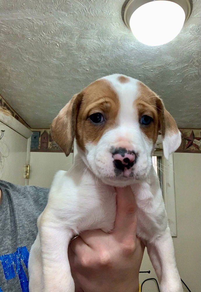 MUPPETS : SCOOTER - Catahoula Leopard Dog / Foxhound available for adoption