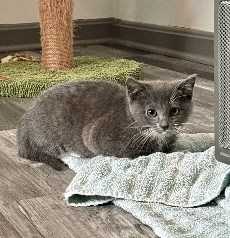 CEREAL KITTY : APPLE JACKS - Domestic Short Hair available for adoption