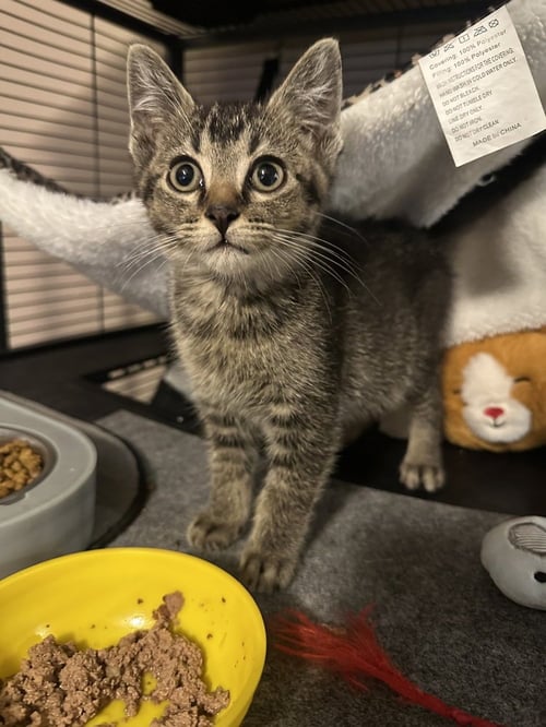 BENJI KITTEN - Domestic Short Hair available for adoption
