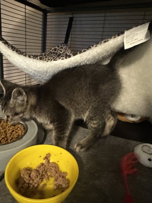 BENJI KITTEN - Domestic Short Hair available for adoption