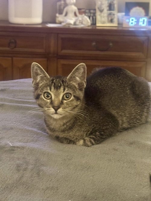 BENJI KITTEN - Domestic Short Hair available for adoption