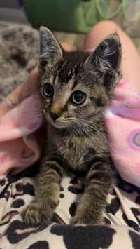 Benji Kitten - Photo 3