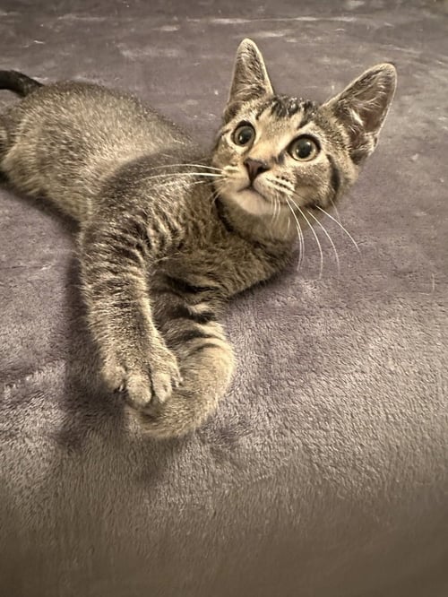BENJI KITTEN - Domestic Short Hair available for adoption