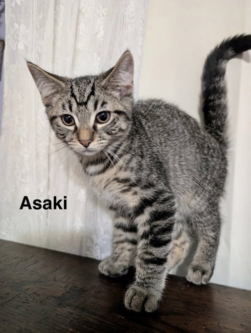 MOON KITTIES : ASAKI - Domestic Short Hair available for adoption