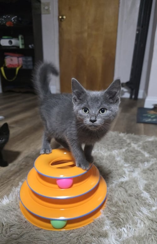 BON JOVI : BON - Domestic Short Hair available for adoption