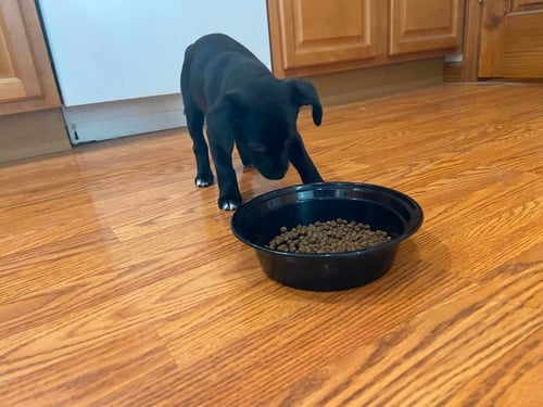LIL ORPHAN LUNA - Dachshund available for adoption