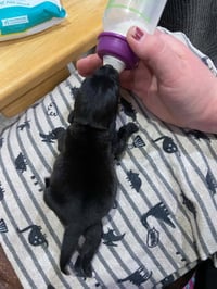 Lil Orphan Luna - Photo 3