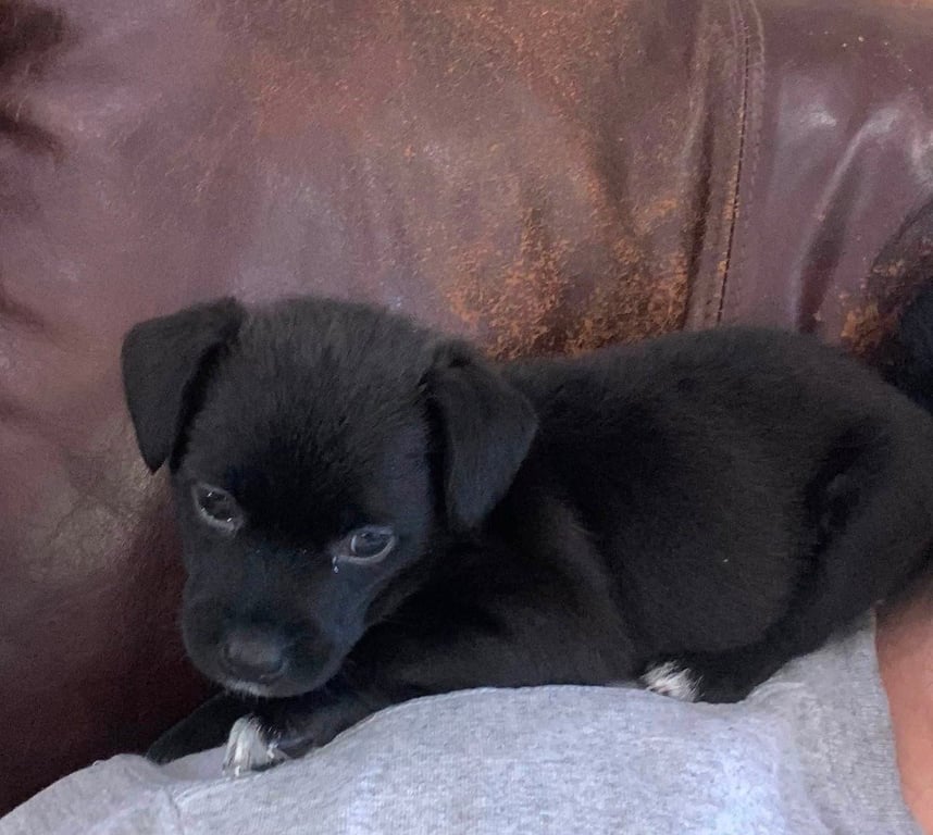 Lil Orphan Luna Image