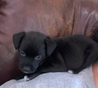 Lil Orphan Luna - Photo 1
