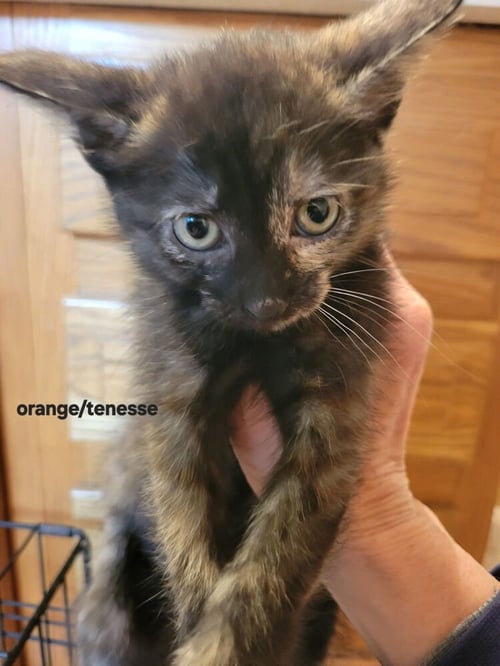 WHISKY NIPS : TENNESSEE - Domestic Short Hair available for adoption