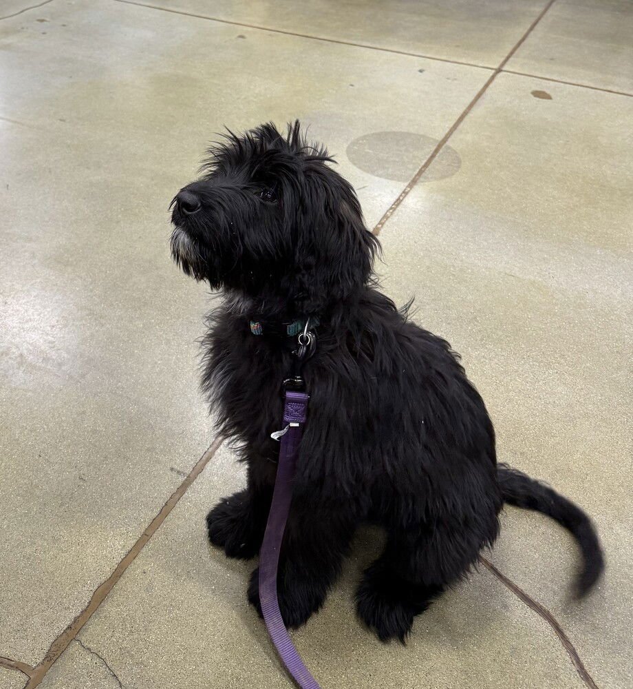 THE FIVE : TYRUS (SEAMUS) - Labrador Retriever / Shepherd available for adoption