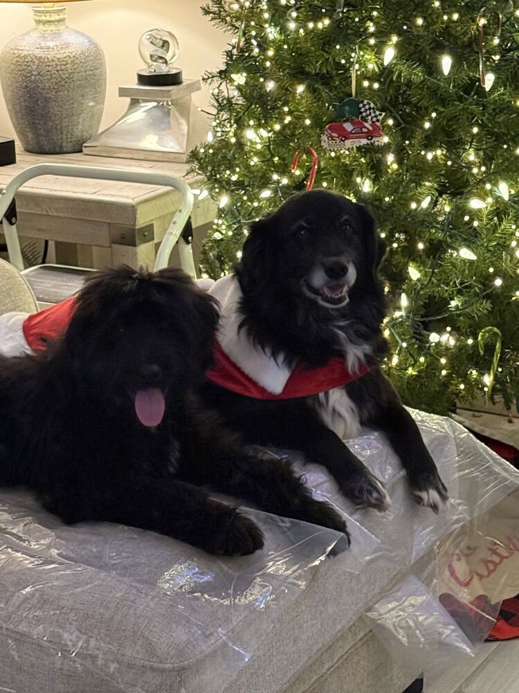 THE FIVE : TYRUS (SEAMUS) - Labrador Retriever / Shepherd available for adoption