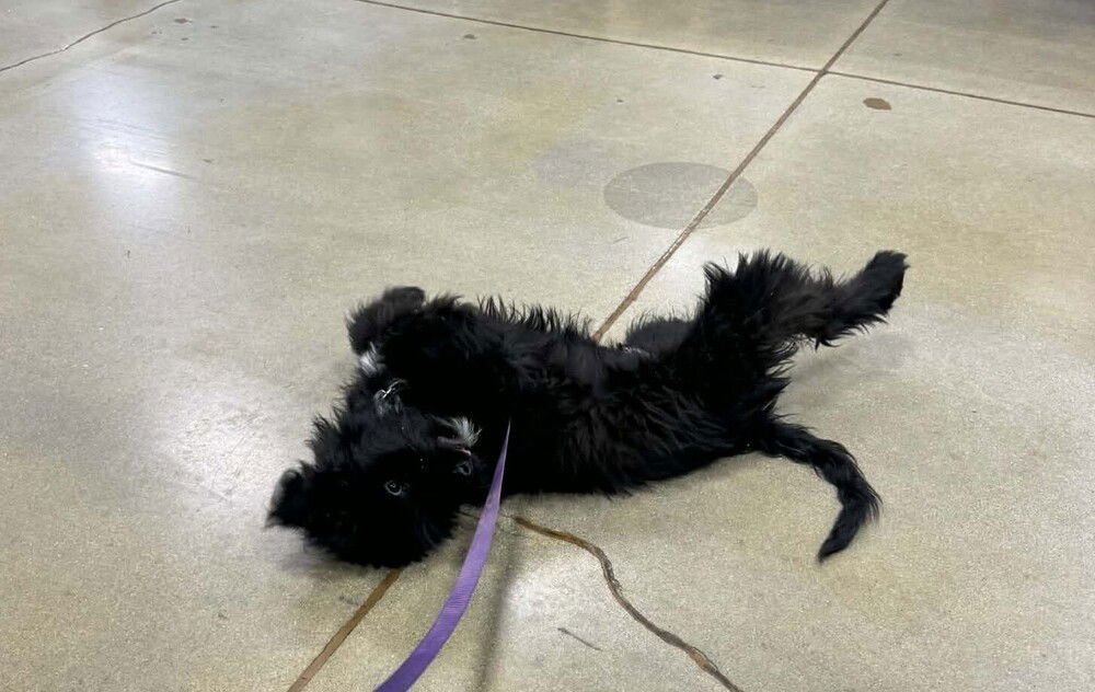 The Five : Tyrus (Seamus) - Photo 3