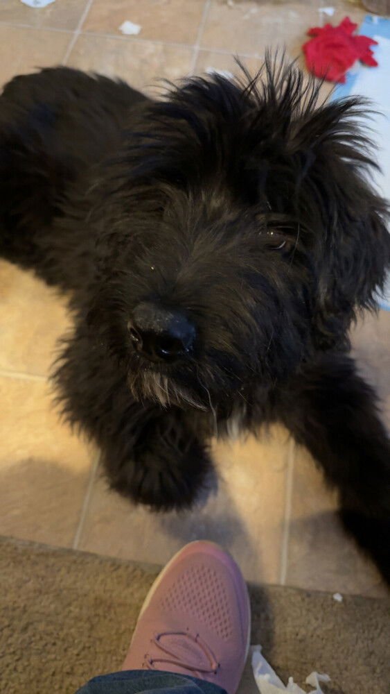 The Five : Tyrus (Seamus) - Photo 4