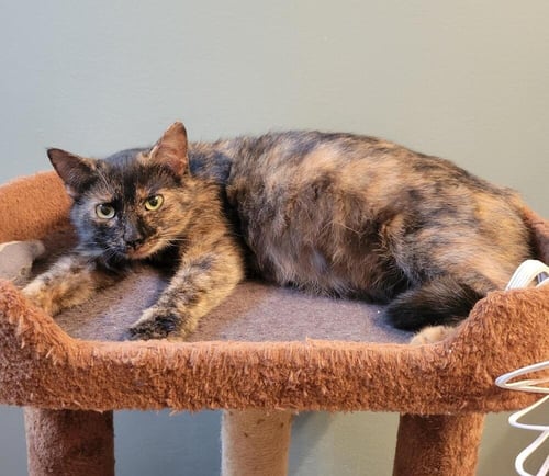 WHISKY NIPS : WHISKY - Domestic Short Hair available for adoption