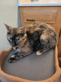 Whisky Nips : Whisky - Photo 2