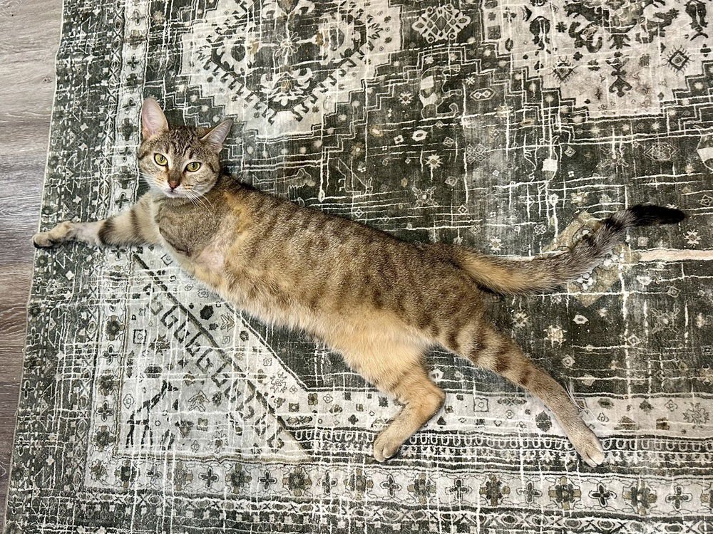 SNOWFLAKE KITTY - Domestic Short Hair available for adoption