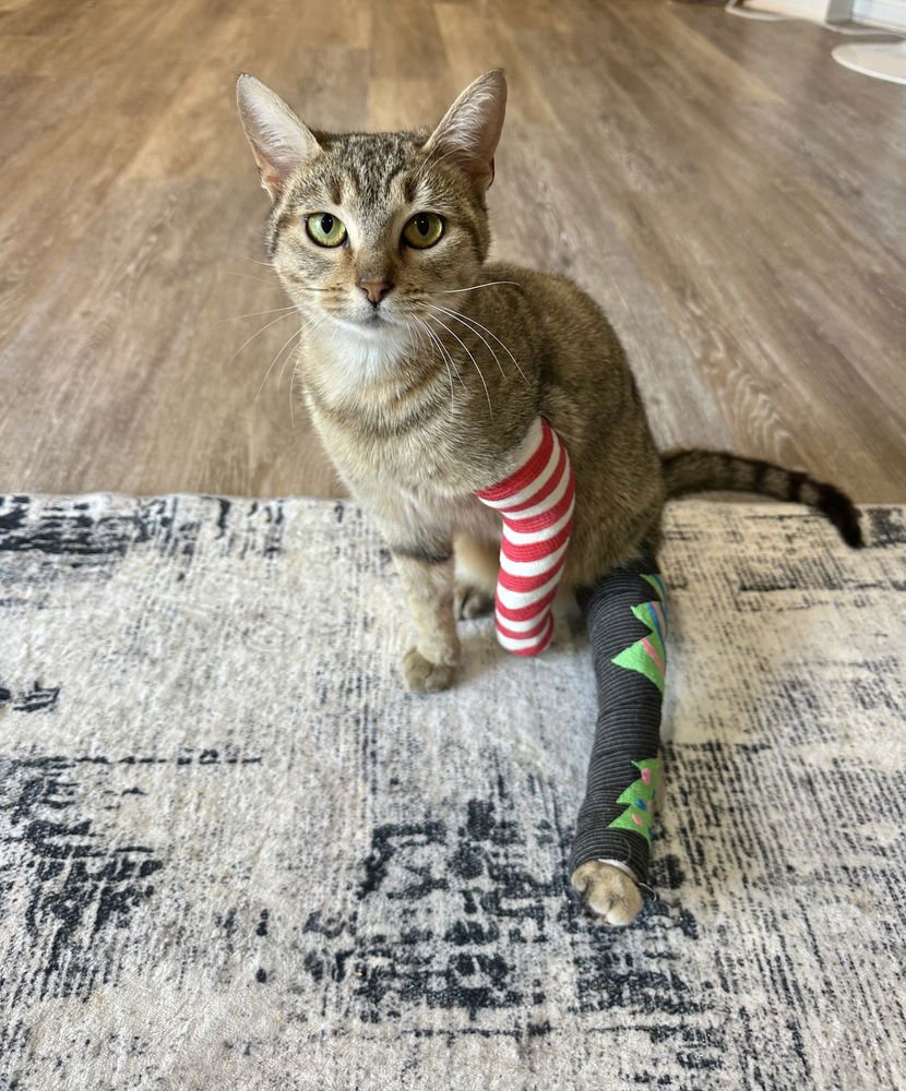 SNOWFLAKE KITTY - Domestic Short Hair available for adoption