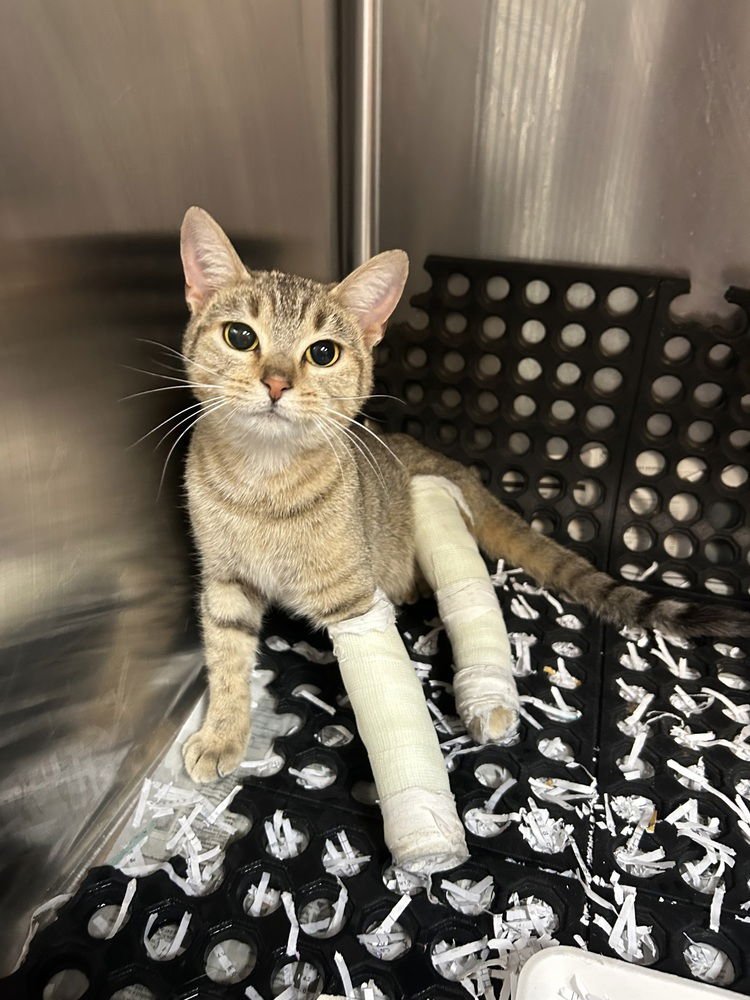 Snowflake Kitty - Photo 3