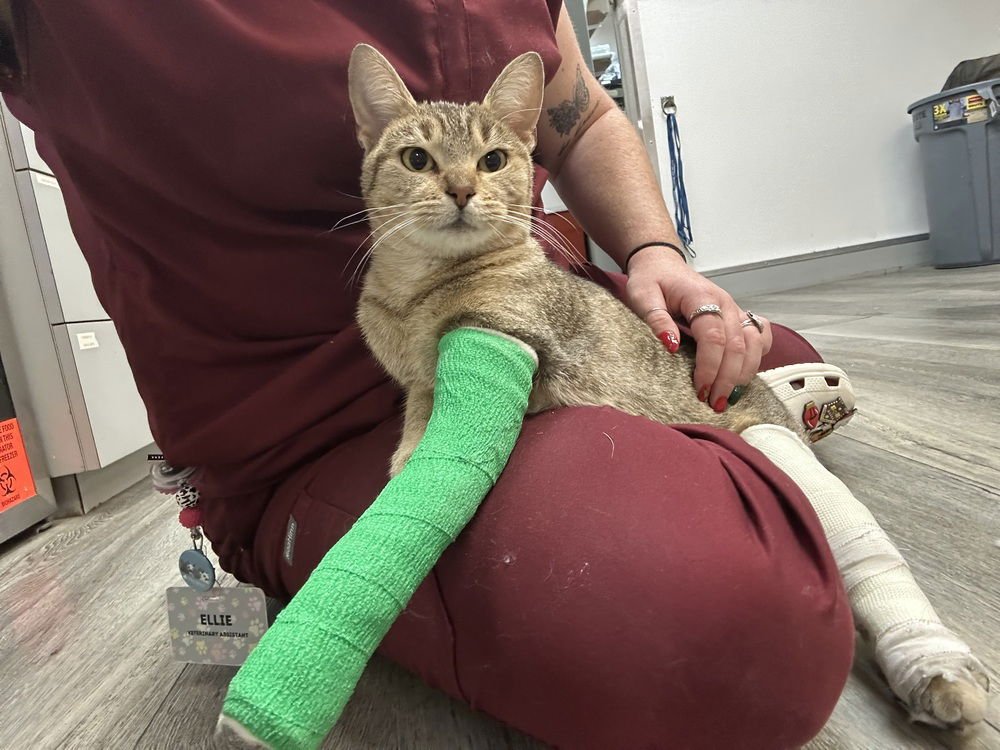 Snowflake Kitty - Photo 4