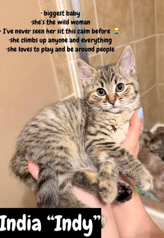 Military Kittens : India Image