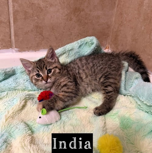 MILITARY KITTENS : INDIA - Domestic Medium Hair available for adoption