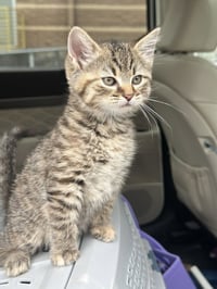 Military Kittens : India - Photo 3