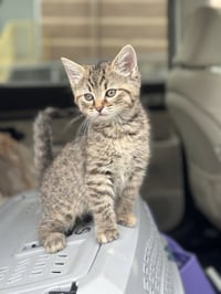 Military Kittens : India - Photo 4