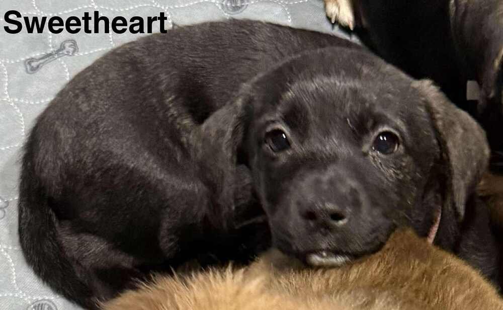 PUPPY LOVE : SWEETHEART - Australian Shepherd / Rottweiler available for adoption