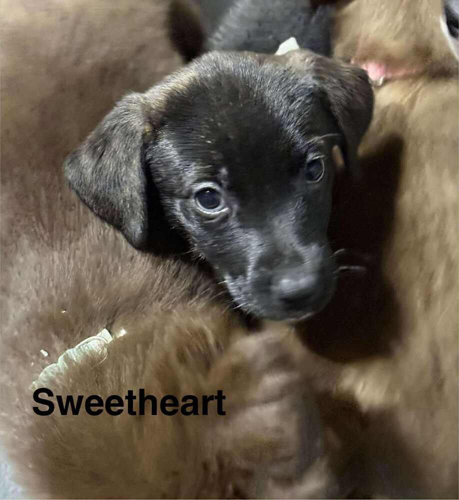 PUPPY LOVE : SWEETHEART - Australian Shepherd / Rottweiler available for adoption