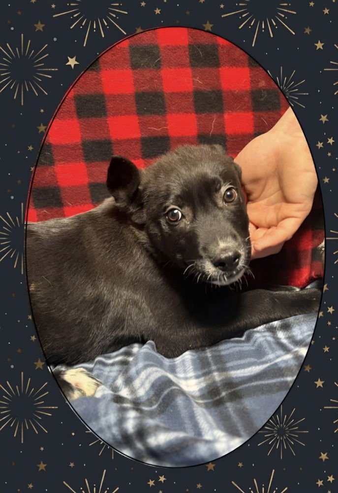 C BROS : COSMO - German Shepherd Dog / Labrador Retriever available for adoption