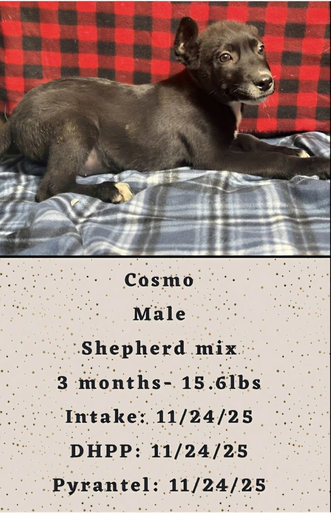C BROS : COSMO - German Shepherd Dog / Labrador Retriever available for adoption