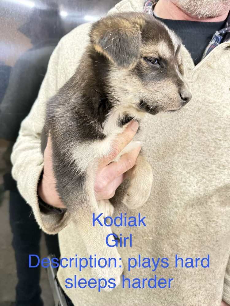 ARTIC PAWS : KODIAK - German Shepherd Dog / Husky available for adoption