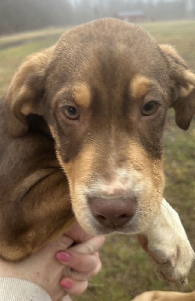 SRV ALL STARS : RUDY - Labrador Retriever / Shepherd available for adoption