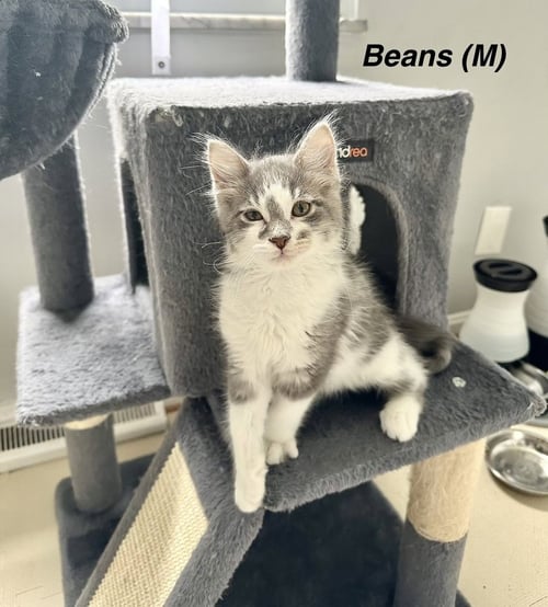 PICNIC CATS : BEANS