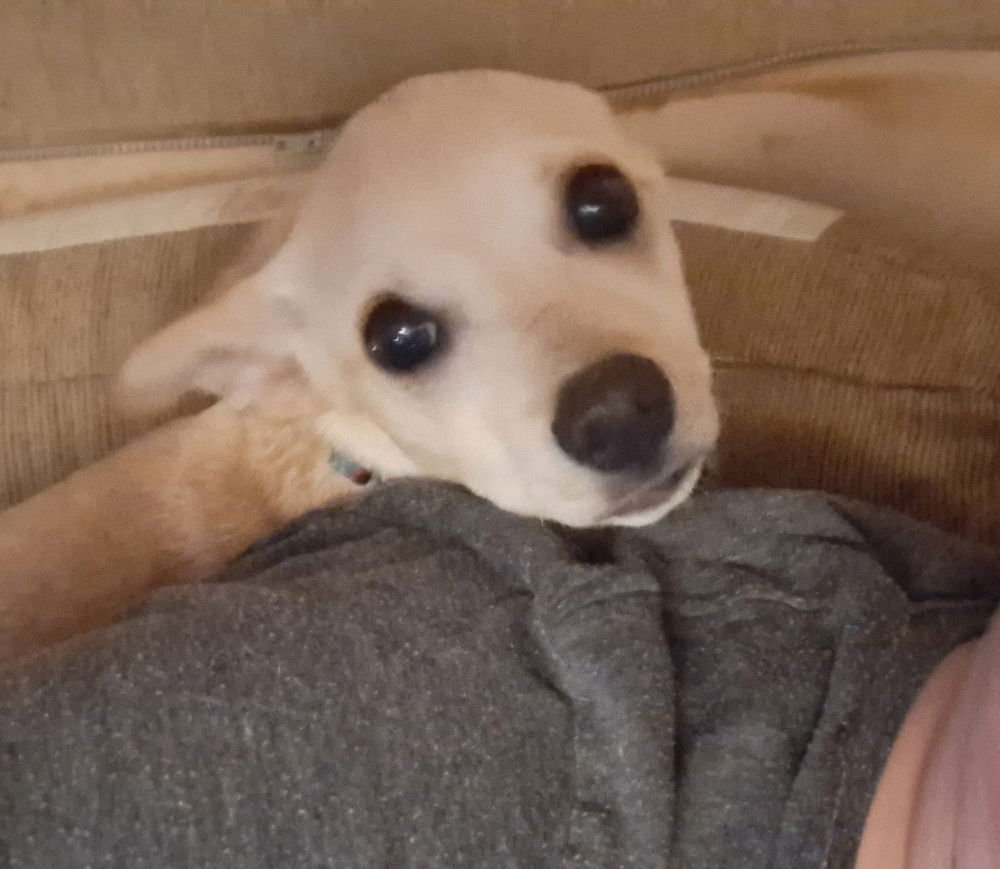 GIDGET FIDGET - Chihuahua / Terrier available for adoption