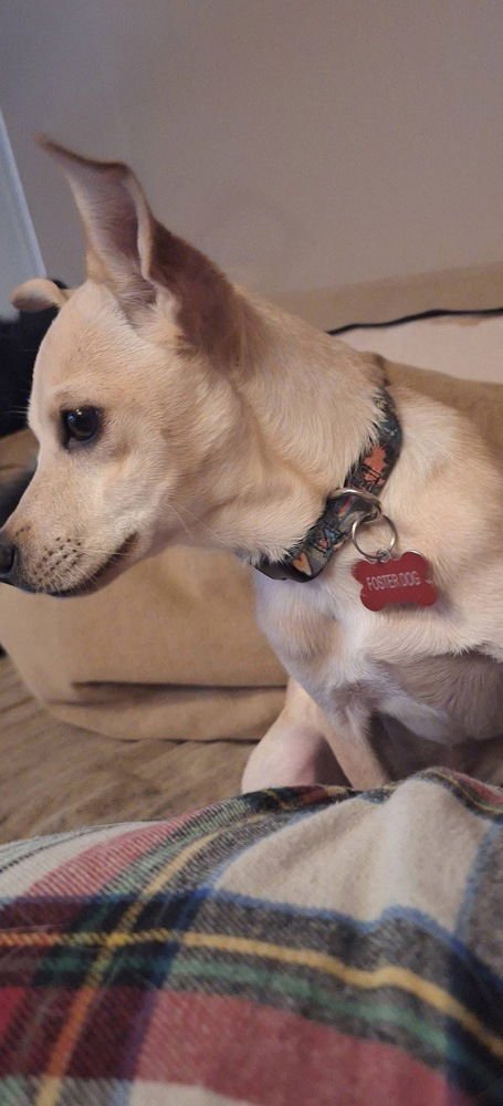 GIDGET FIDGET - Chihuahua / Terrier available for adoption