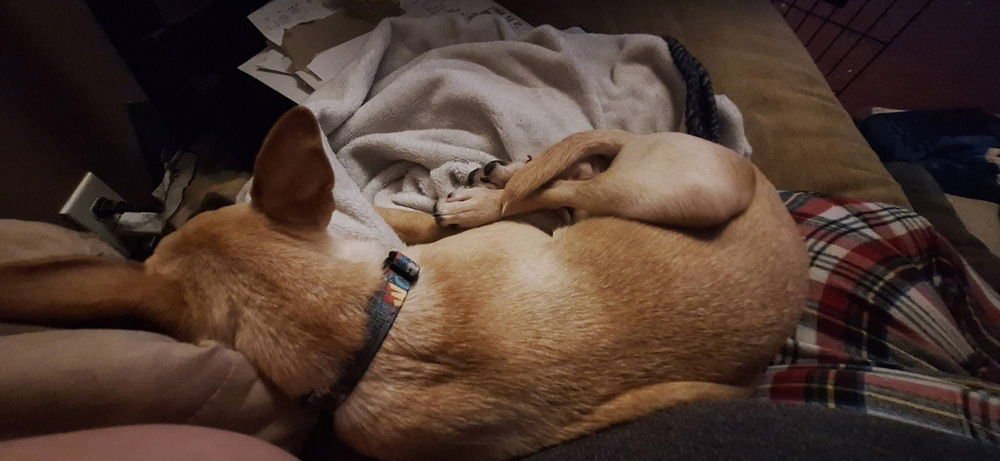 Gidget Fidget - Photo 3