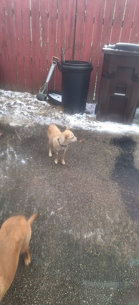 Gidget Fidget - Photo 4