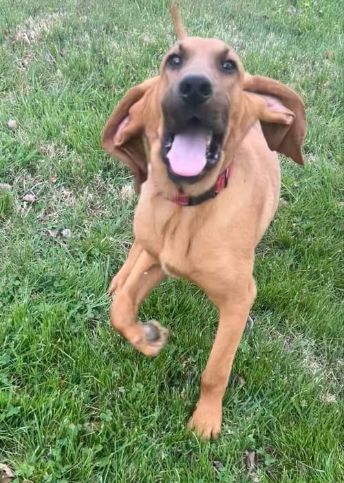 DUKE BROS : LUKE - Bloodhound available for adoption