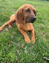 Duke Bros : Luke - Photo 3