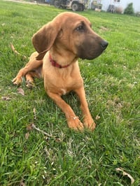 Duke Bros : Luke - Photo 4