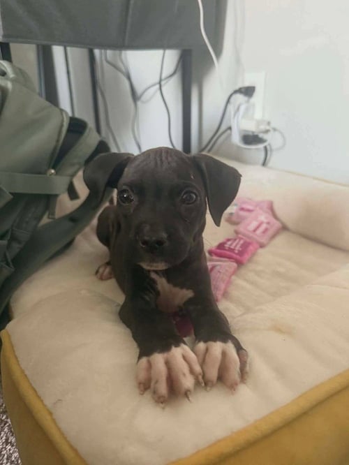 MICHELANGELO (MIKEY) - Boxer / Terrier for adoption in Cincinnati