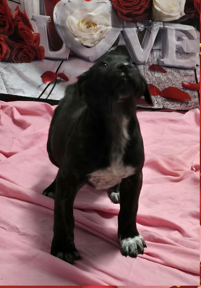 MARION BS : BODEN - Pit Bull Terrier available for adoption