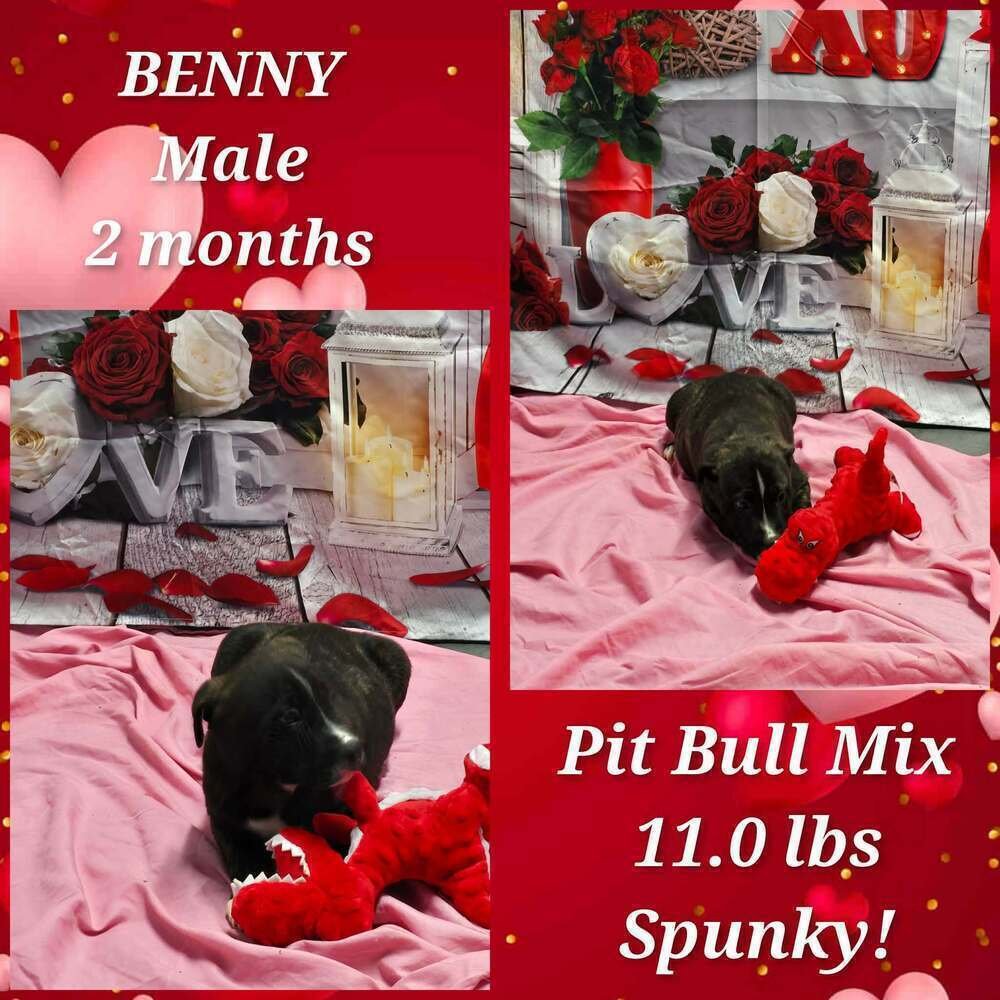 MARION BS : BODEN - Pit Bull Terrier available for adoption