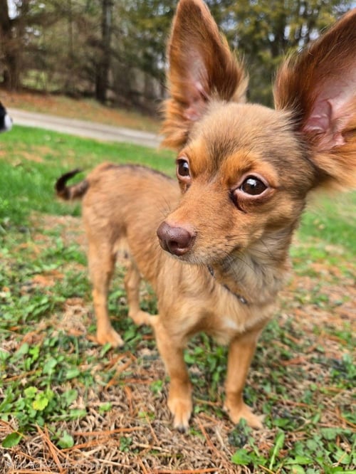 MYLA MAE - Chihuahua / Terrier available for adoption