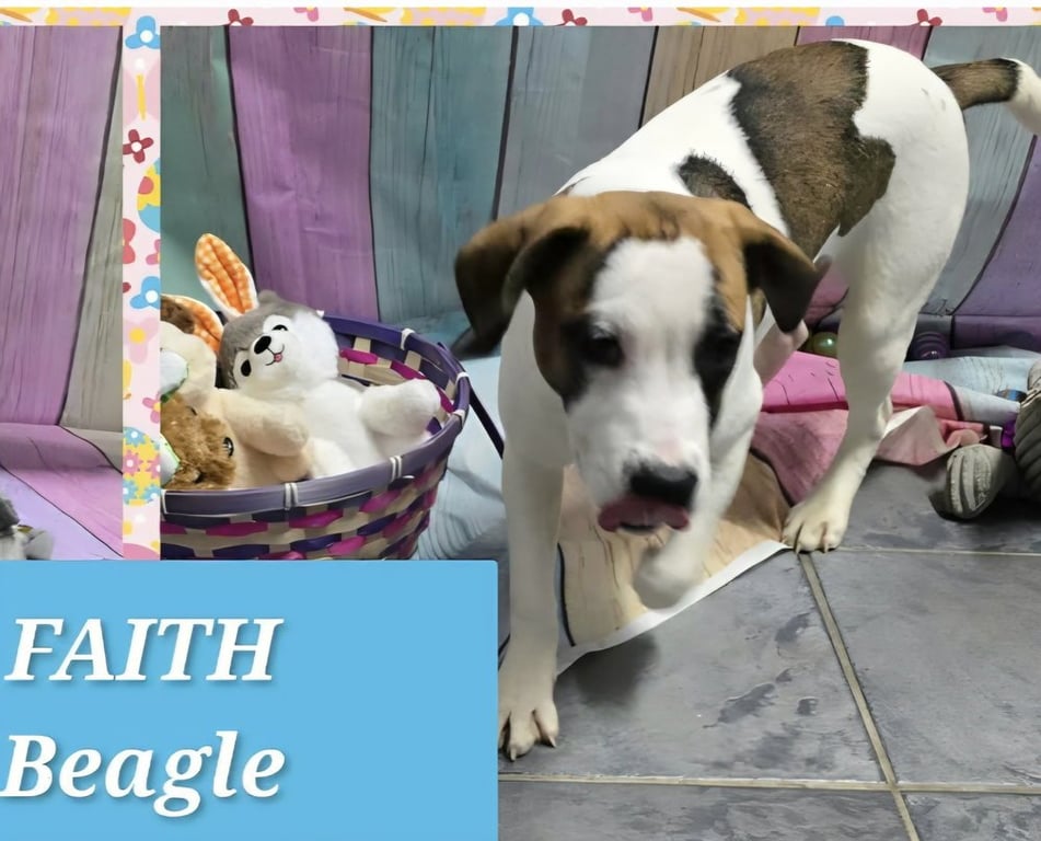 Marion Bullgles : Faith Image