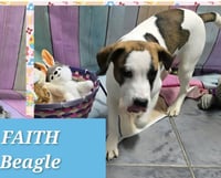 Marion Bullgles : Faith - Photo 1