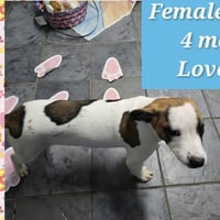 Marion Bullgles : Faith - Photo 2