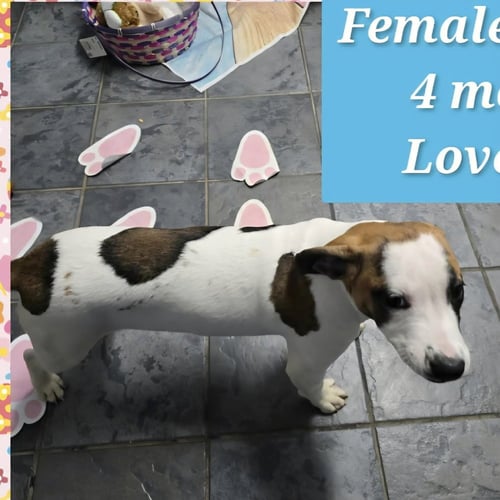 MARION BULLGLES : FAITH - Beagle / Bulldog available for adoption